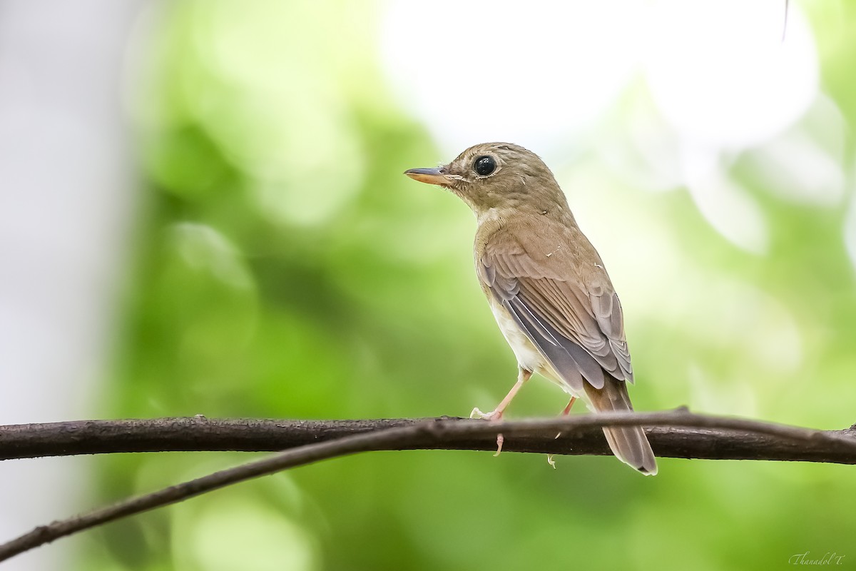 Brown-chested Jungle Flycatcher - ML623792525