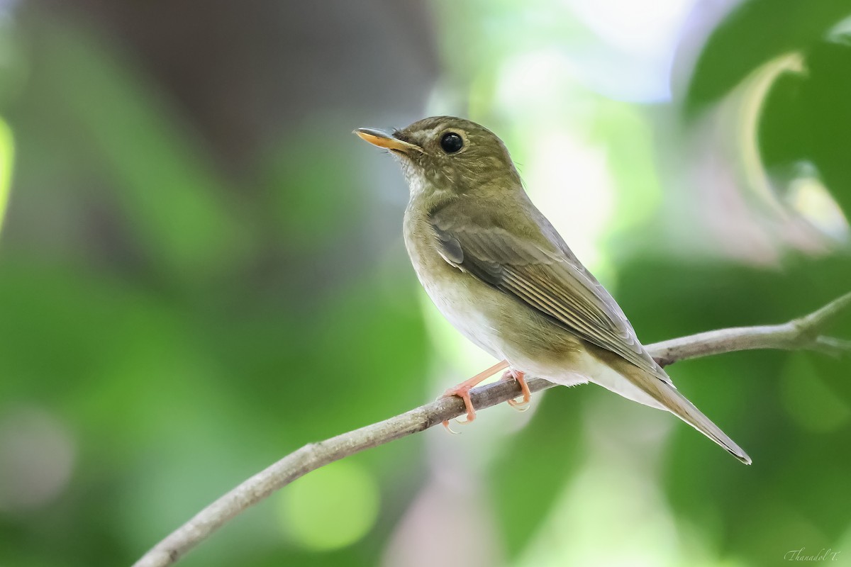 Brown-chested Jungle Flycatcher - ML623792528