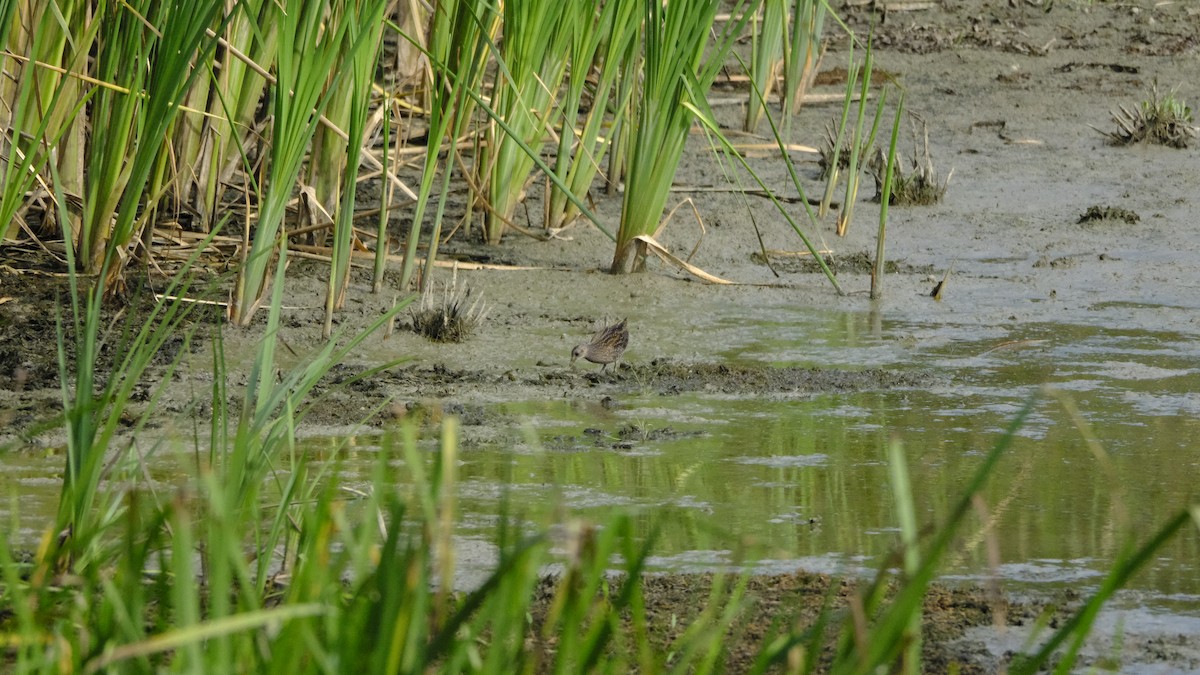 Spotted Crake - ML623792539