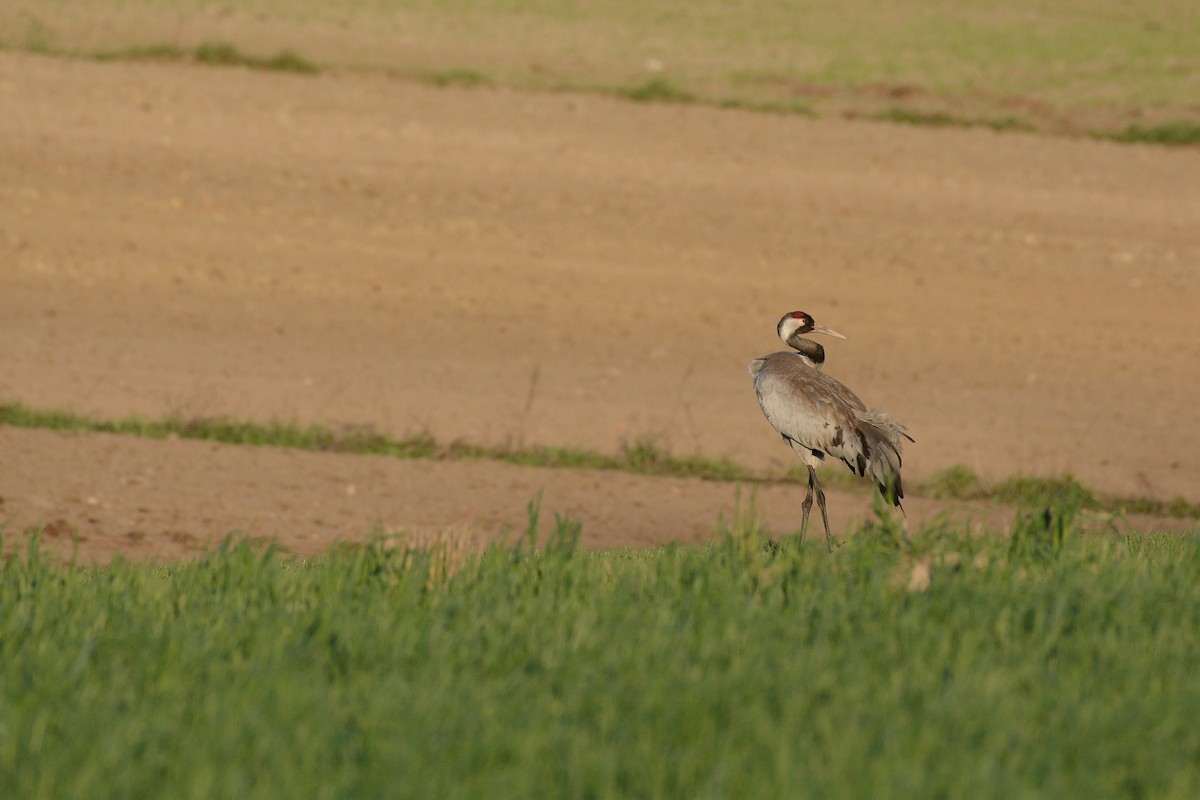 Common Crane - ML623792553