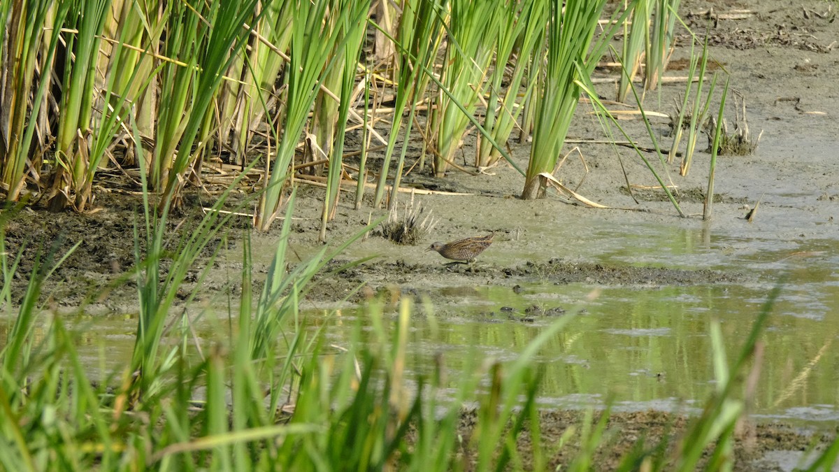 chřástal kropenatý - ML623792562