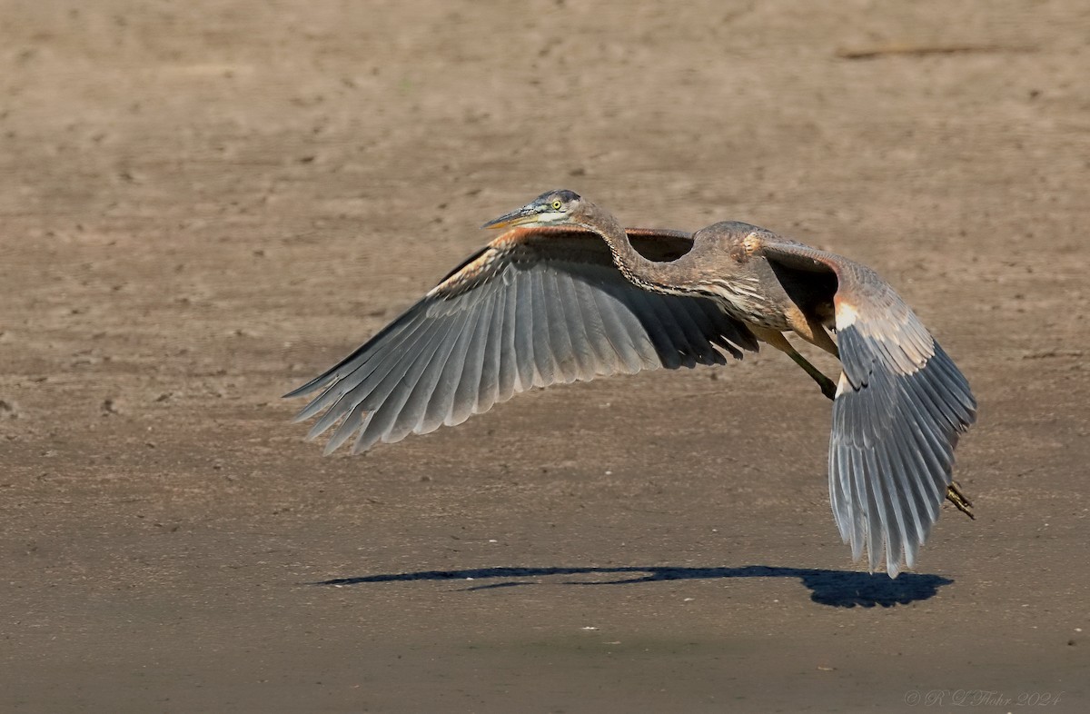 Great Blue Heron - Anonymous