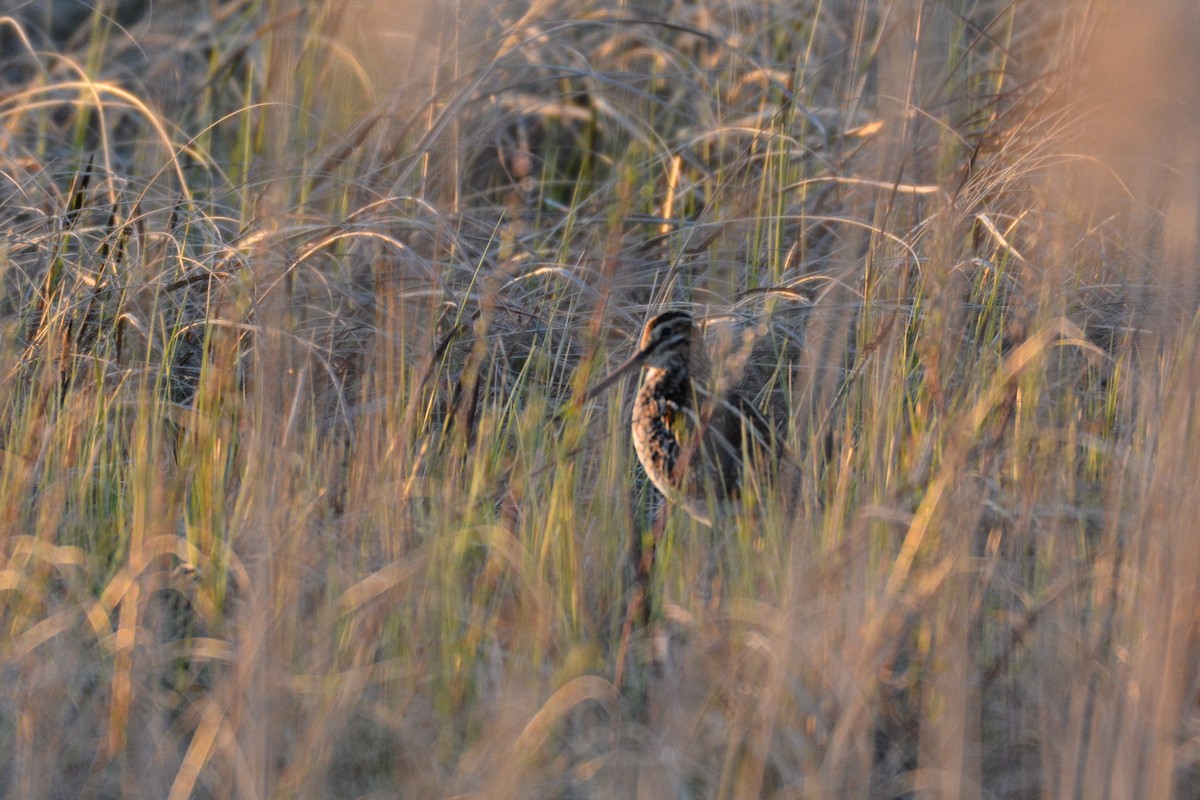 Common Snipe - ML623792593