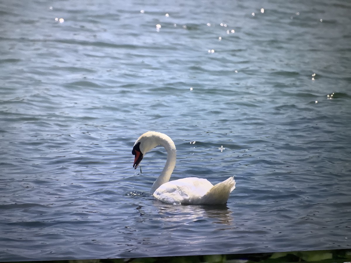 Mute Swan - Kavi and Medha Doobay