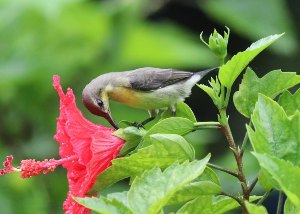 Purple-rumped Sunbird - ML623792620