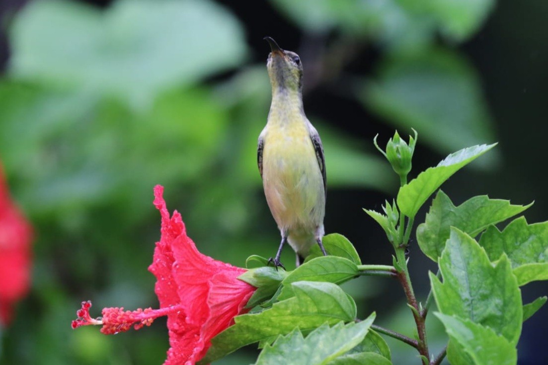 Purple-rumped Sunbird - ML623792621