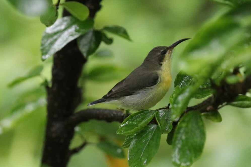 Purple-rumped Sunbird - ML623792622