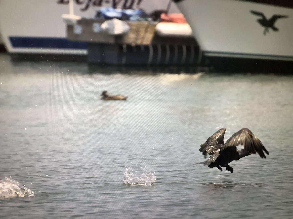 Cormoran à aigrettes - ML623792669