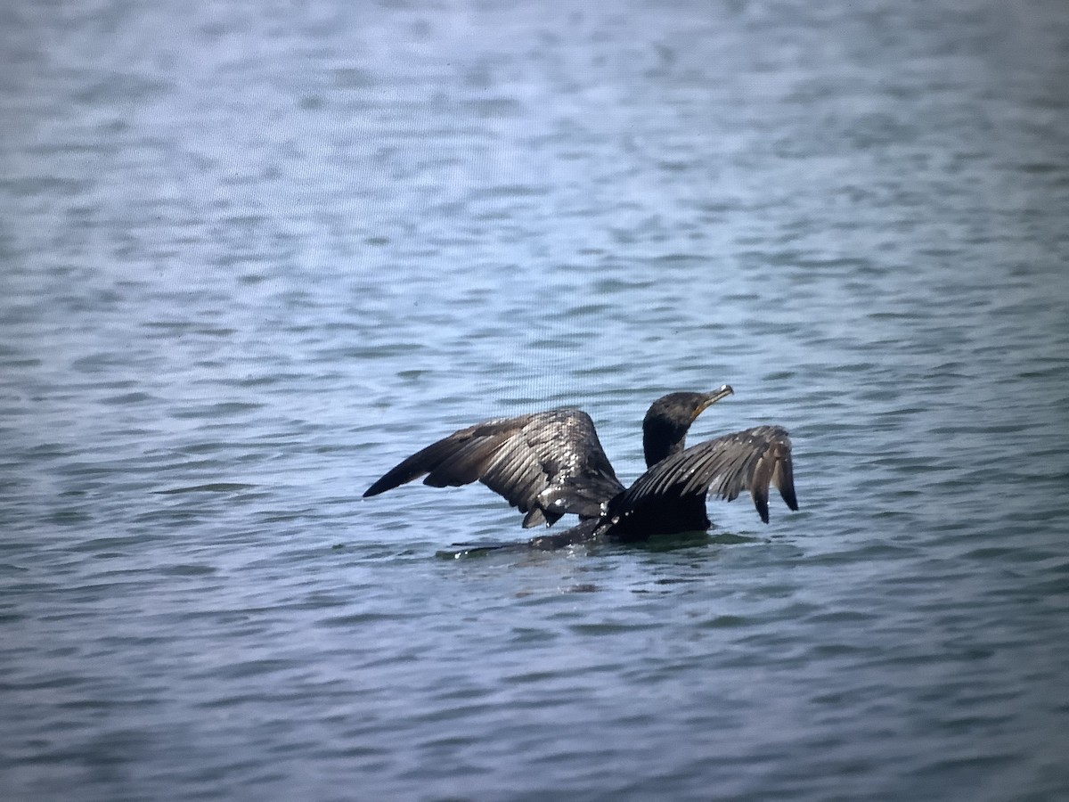 Cormoran à aigrettes - ML623792670