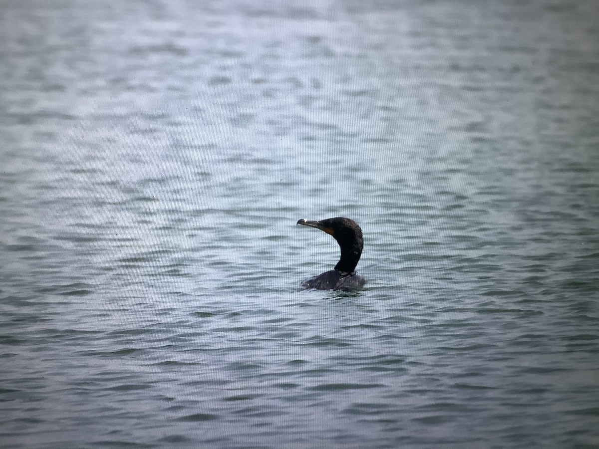 Cormoran à aigrettes - ML623792671