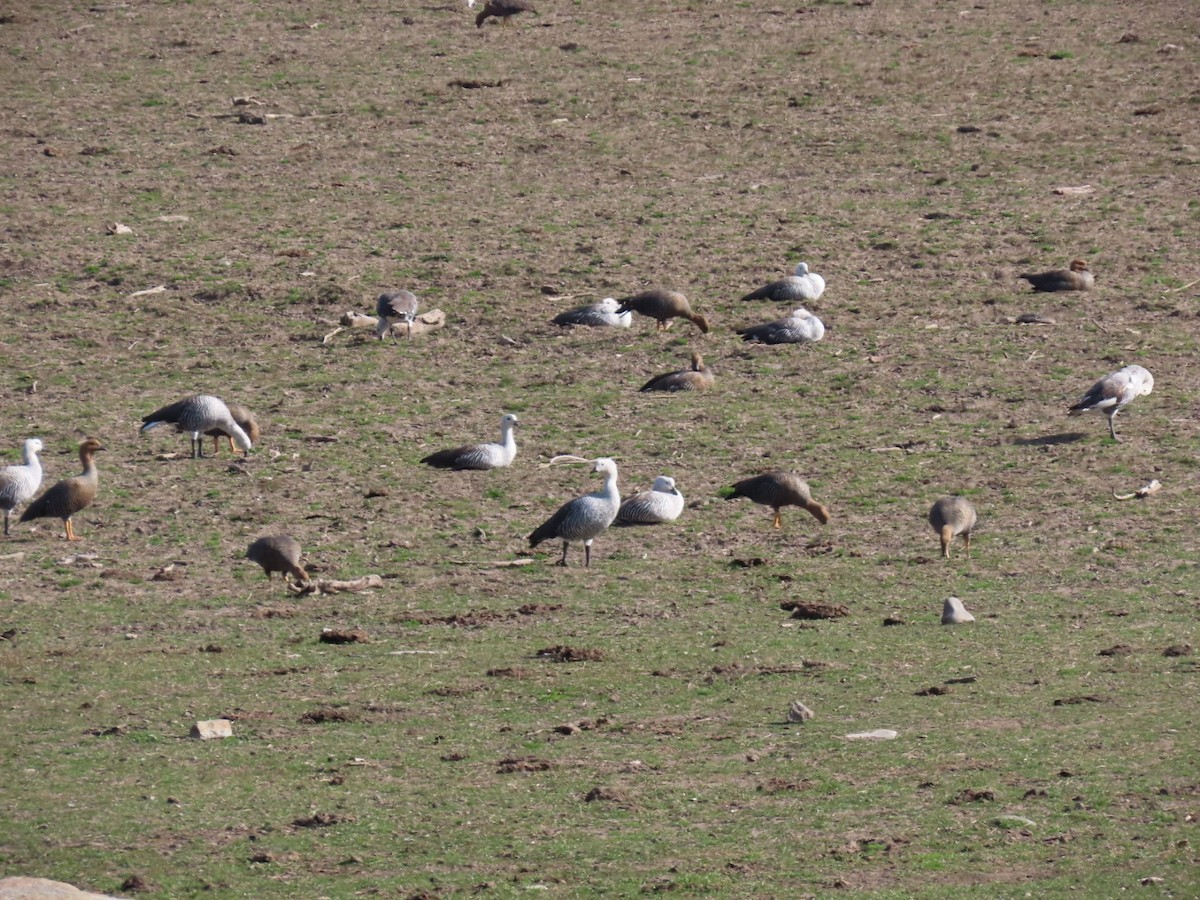 Upland Goose - ML623792713