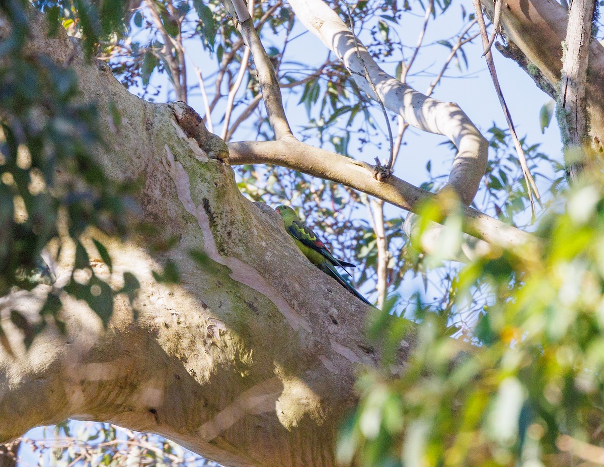 Regent Parrot - ML623792737