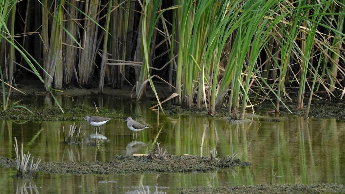 Green Sandpiper - Hakan Dolek