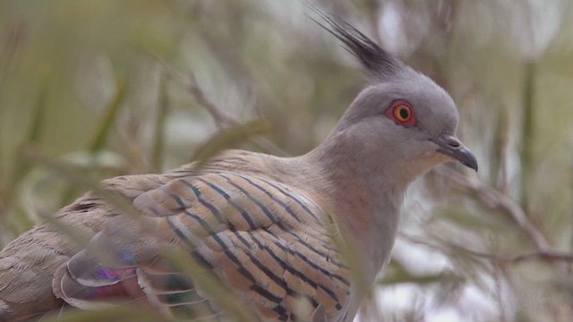 Crested Pigeon - ML623792762
