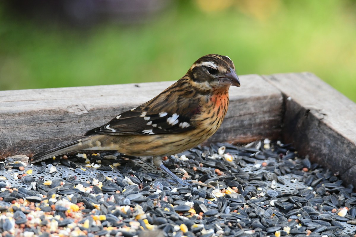 Rose-breasted Grosbeak - ML623792763