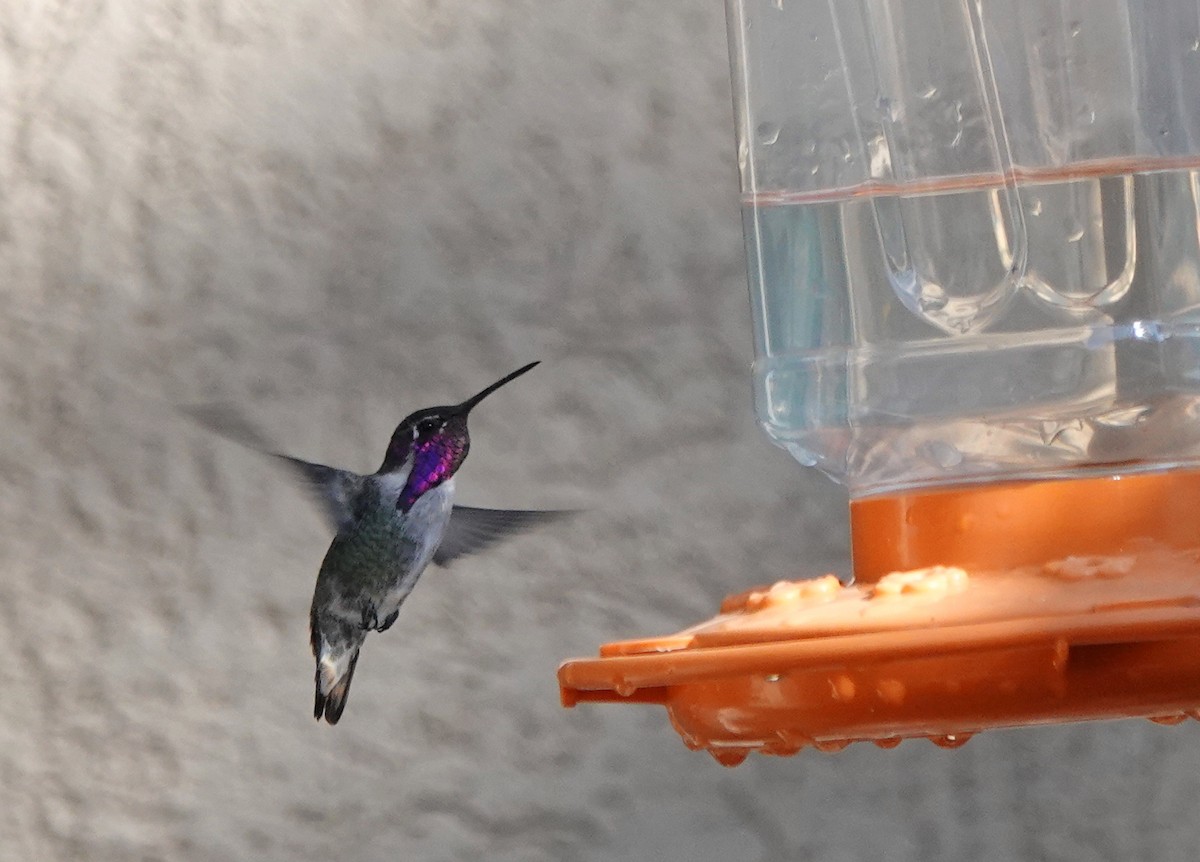 Costa's Hummingbird - ML623792777