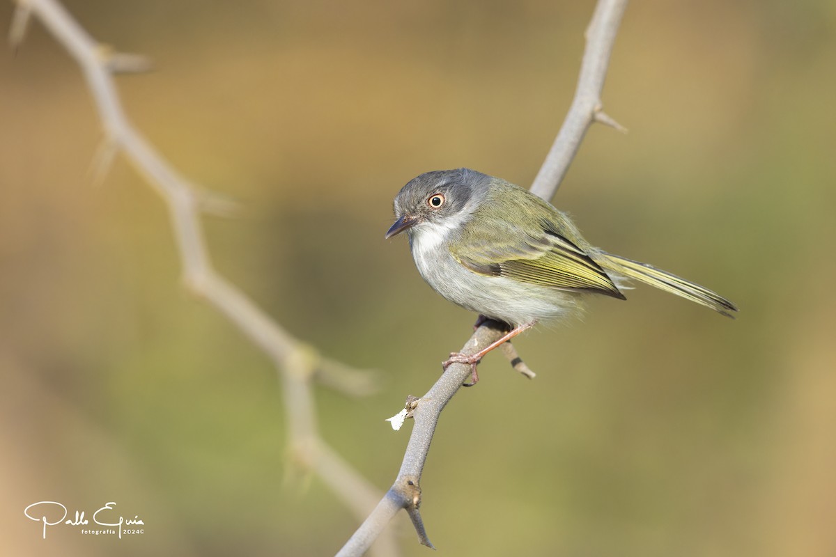 Pearly-vented Tody-Tyrant - ML623792792