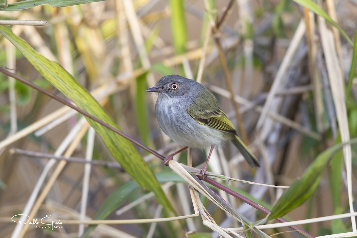 Pearly-vented Tody-Tyrant - ML623792793