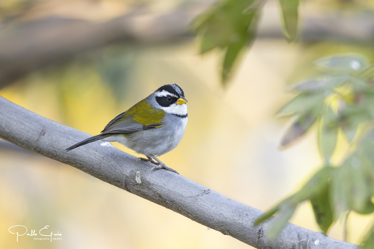 Moss-backed Sparrow - Pablo Eguia