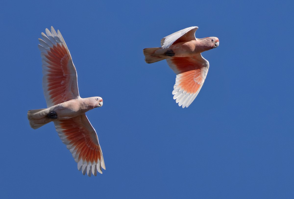 Pink Cockatoo - ML623792811