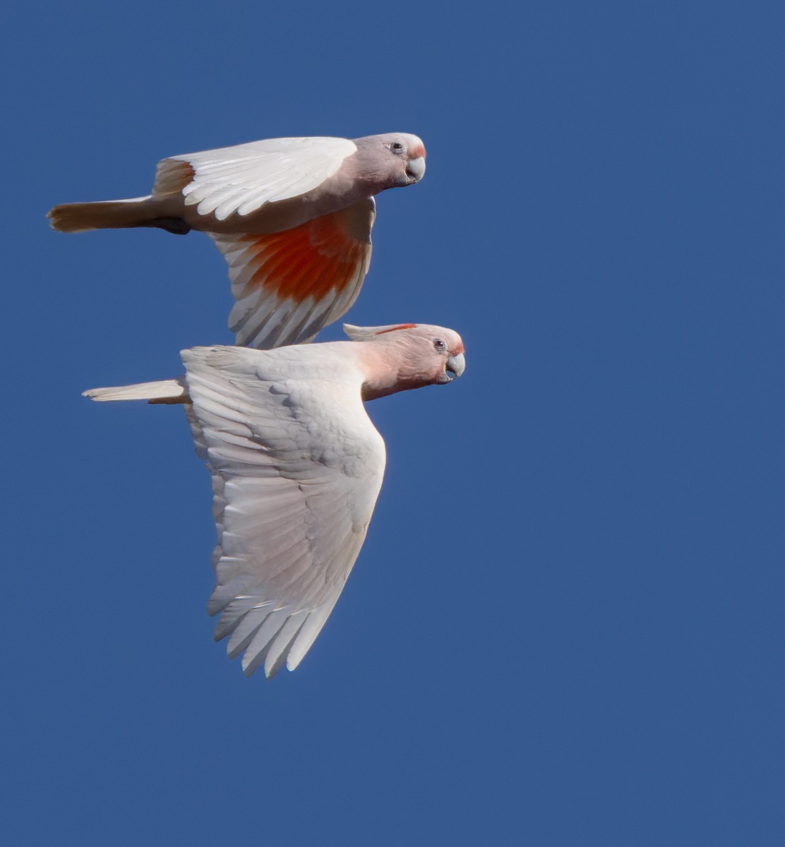 Pink Cockatoo - Lars Petersson | My World of Bird Photography