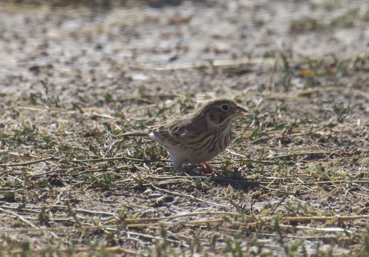 Vesper Sparrow - ML623792821