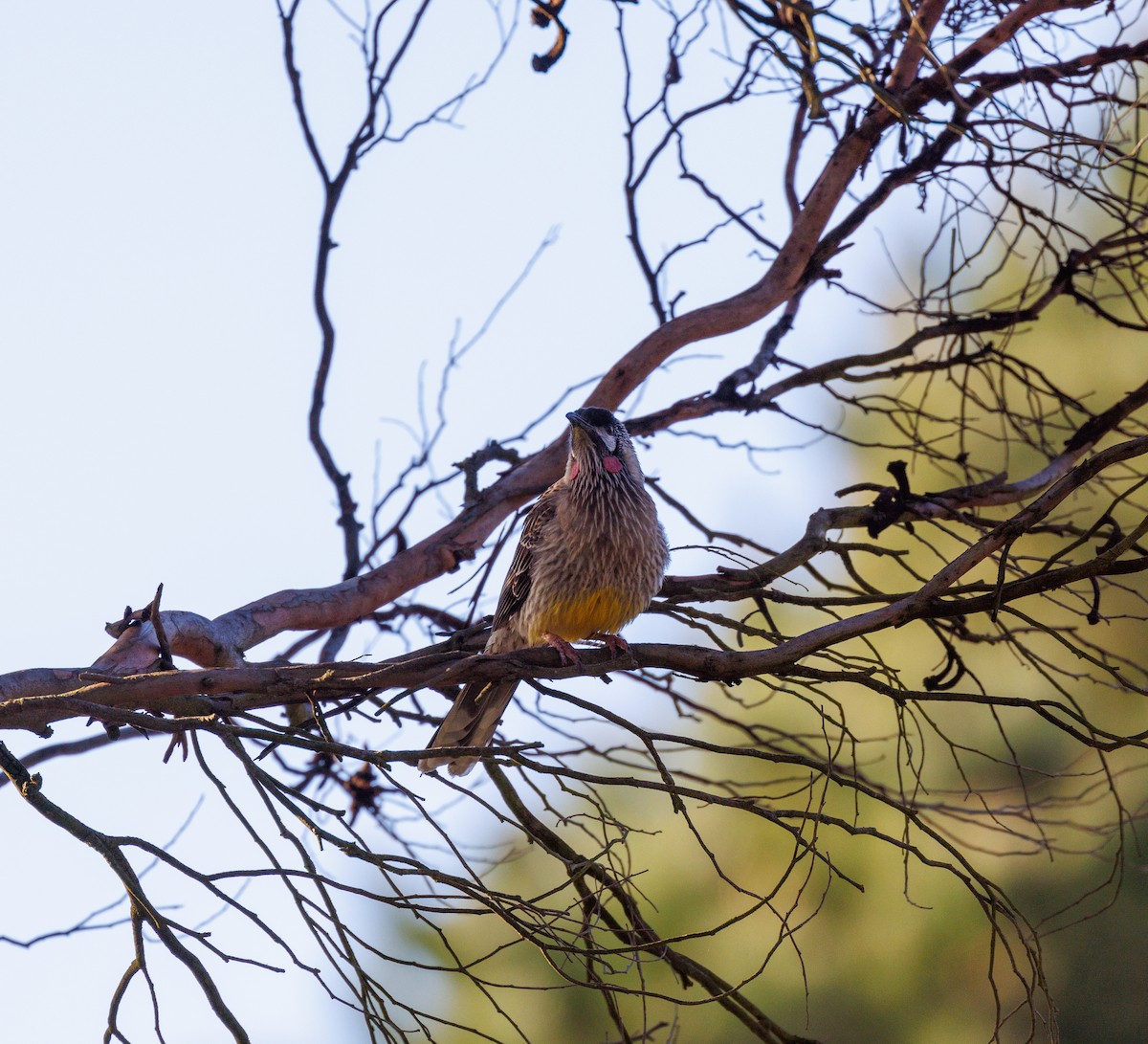 Red Wattlebird - ML623792832