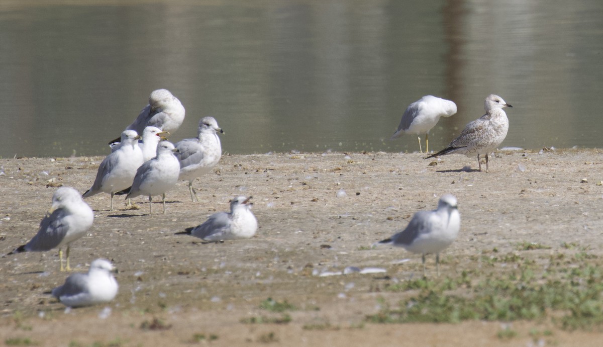 Ring-billed Gull - Darren Carbone