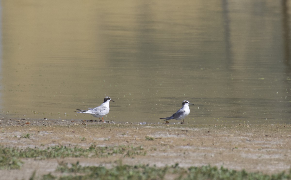 Forster's Tern - ML623792850