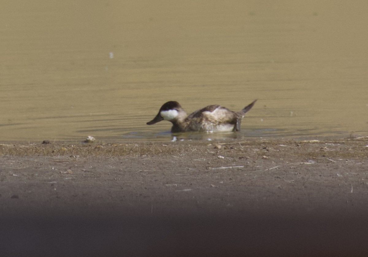 Ruddy Duck - ML623792859