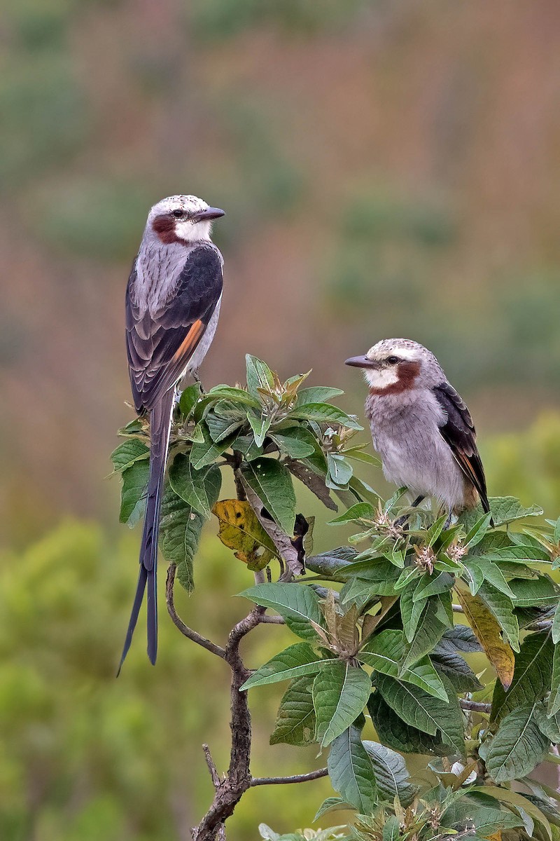 Streamer-tailed Tyrant - ML623792880