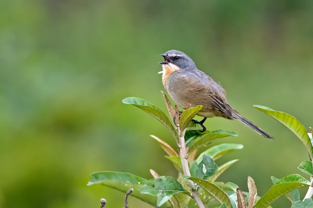 Long-tailed Reed Finch - ML623792894