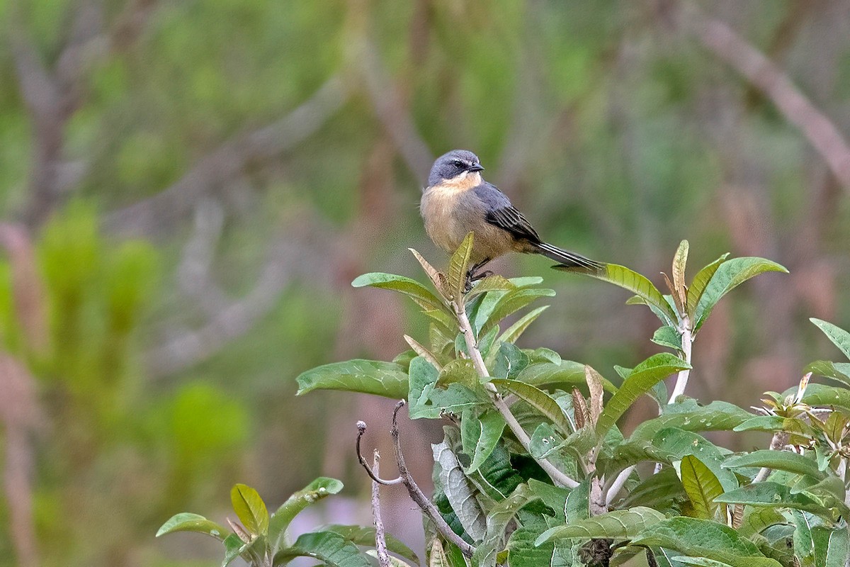 Long-tailed Reed Finch - ML623792895