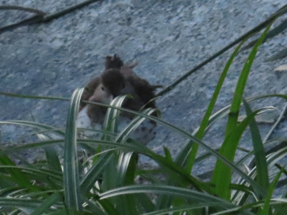 Spotted Sandpiper - ML623792913