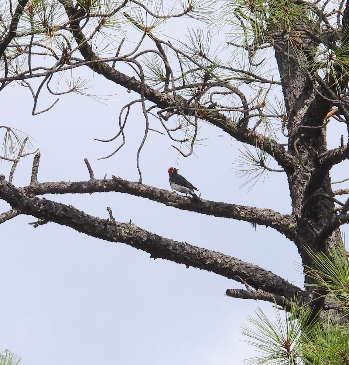 Acorn Woodpecker - ML623792916