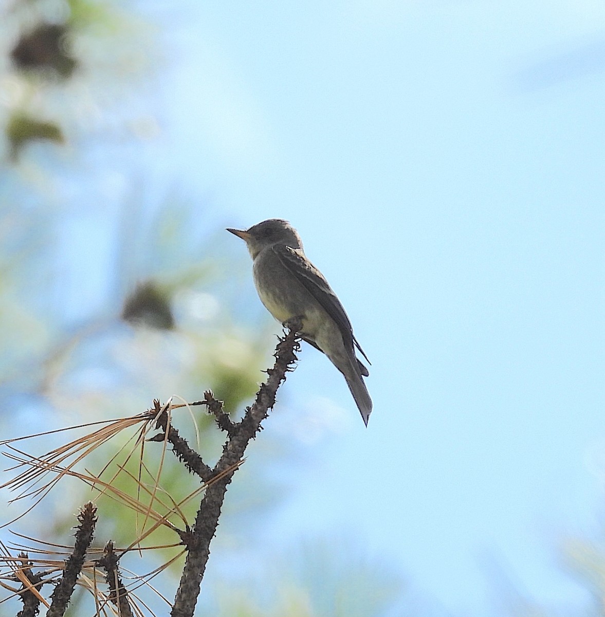 Western Wood-Pewee - ML623792919