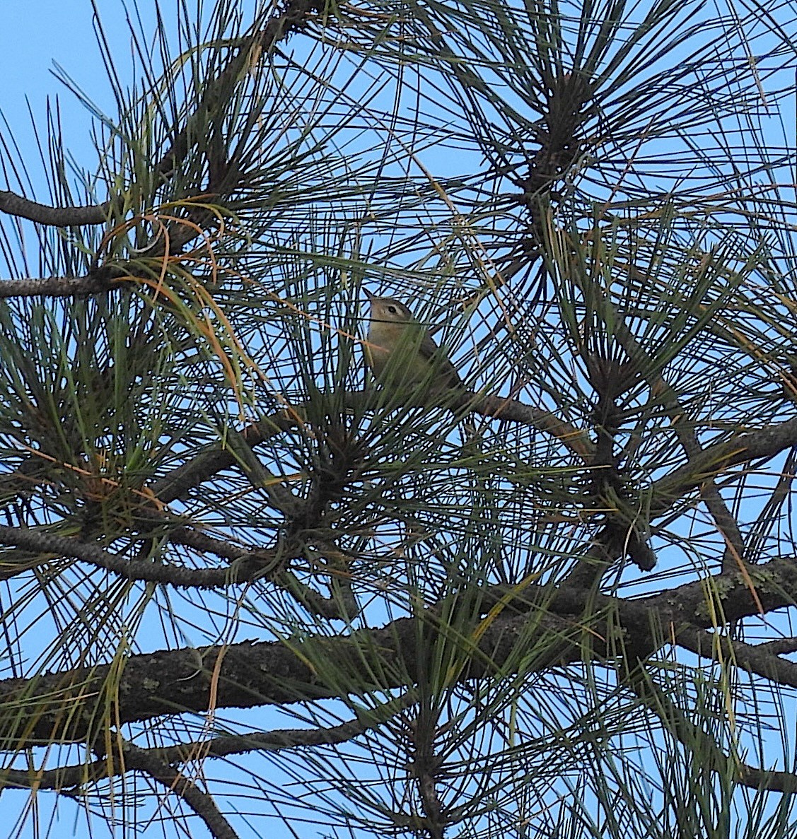 Warbling Vireo - ML623792924