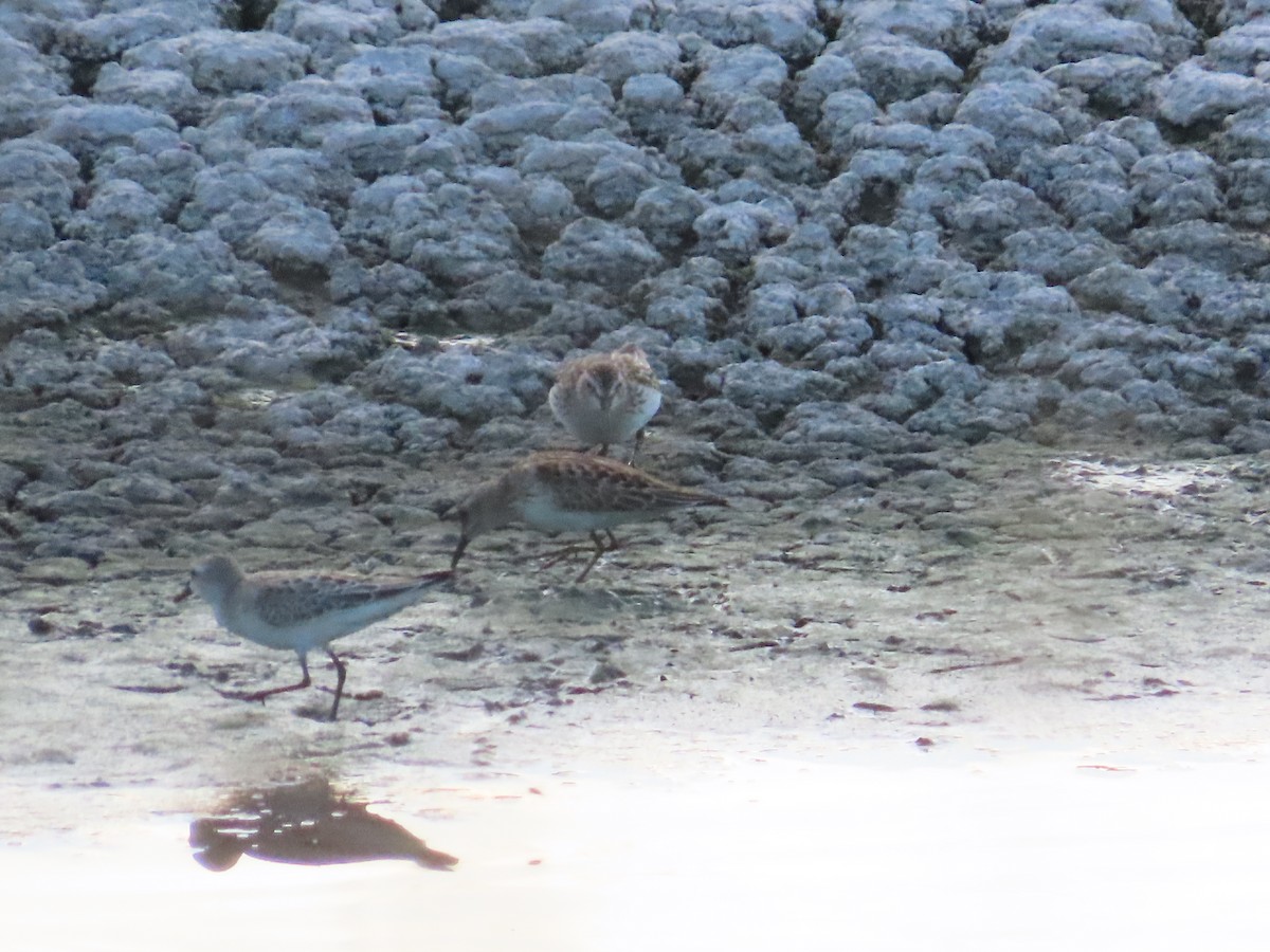 Semipalmated Sandpiper - ML623792934