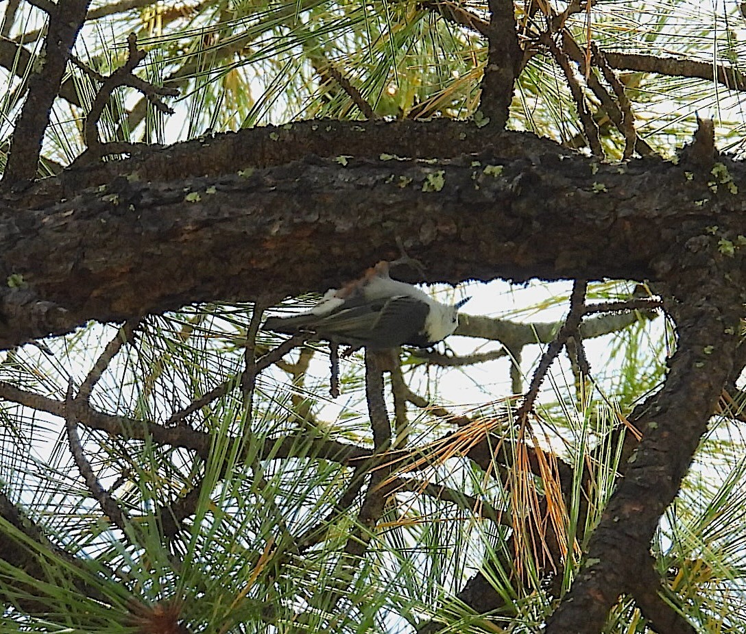 White-breasted Nuthatch - ML623792935