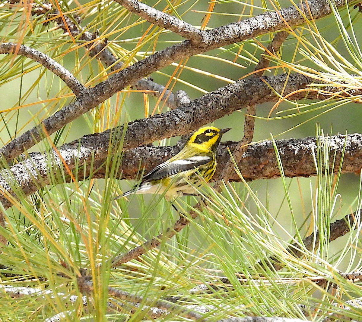 Townsend's Warbler - ML623792941