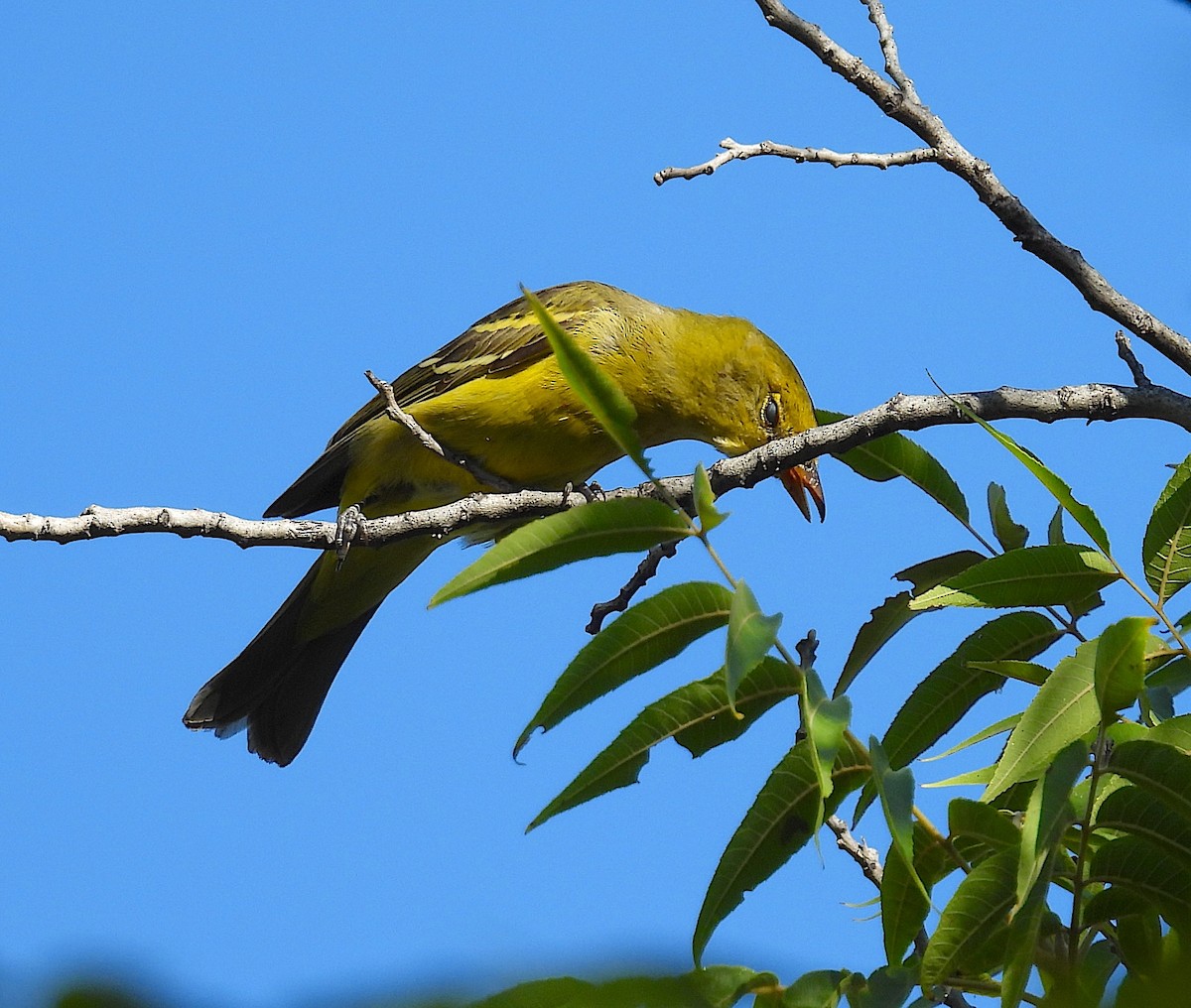 Western Tanager - ML623792947