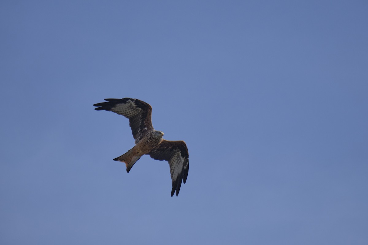 Red Kite - Arnas Gedvilas