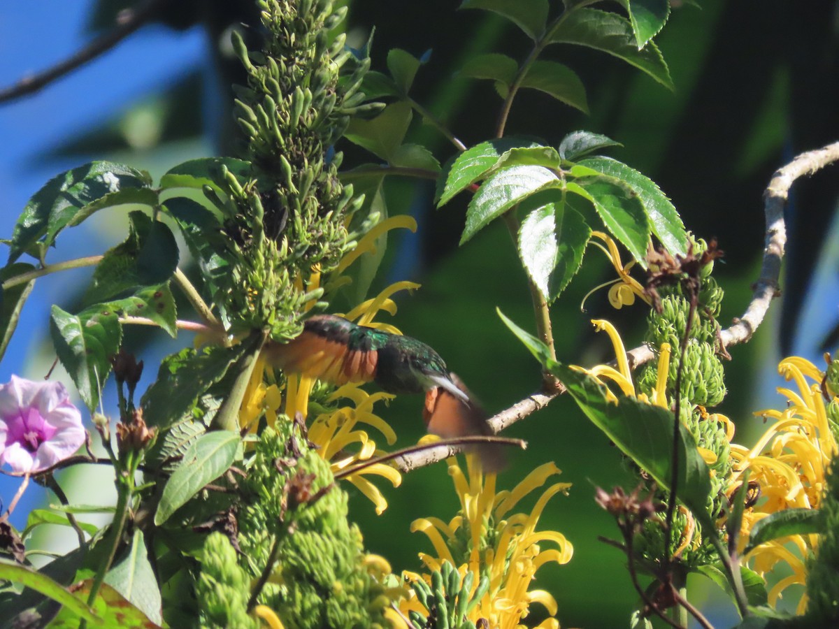 Blue-capped Hummingbird - ML623792984