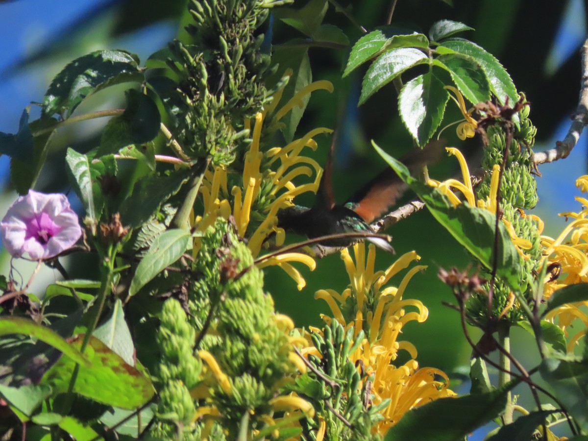 Blue-capped Hummingbird - ML623792985