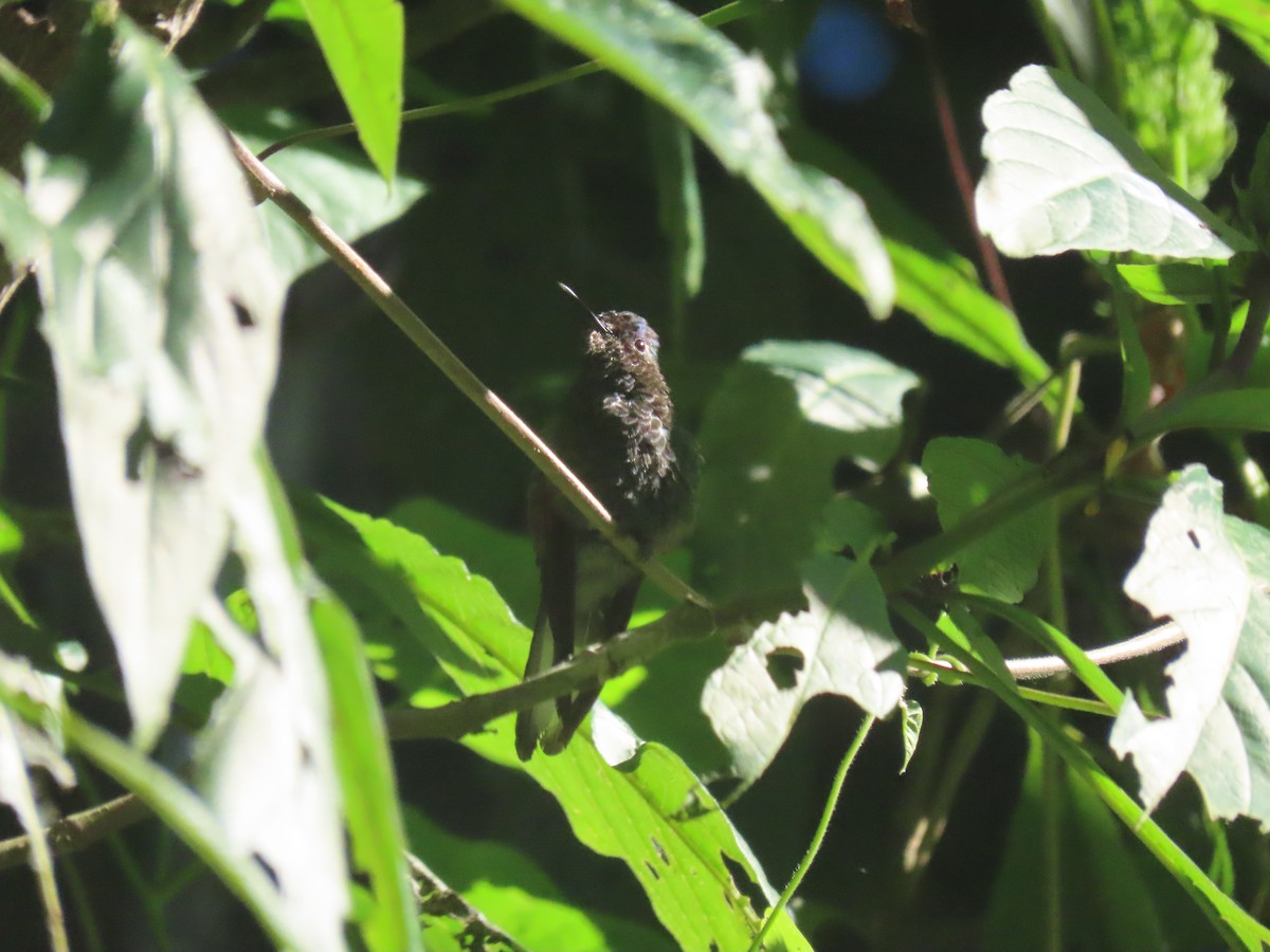 Blue-capped Hummingbird - ML623793007