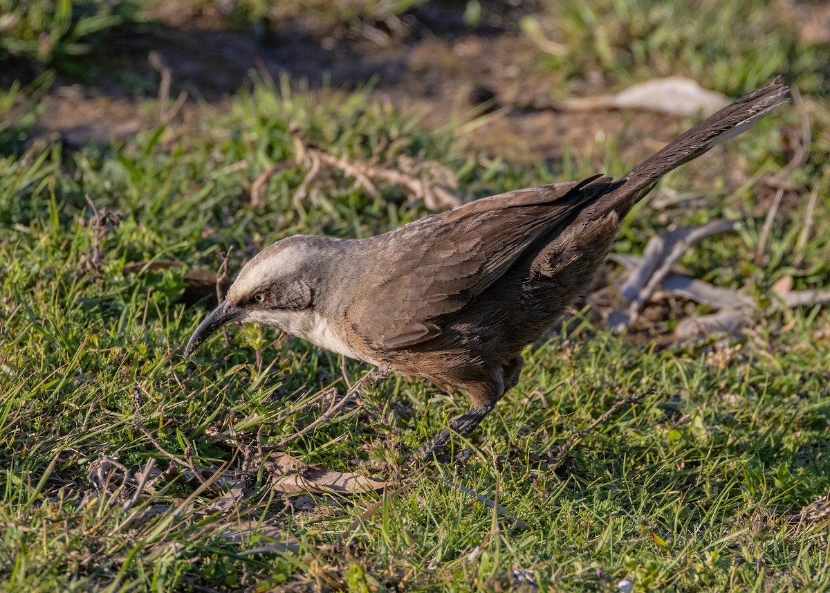 Gray-crowned Babbler - ML623793012