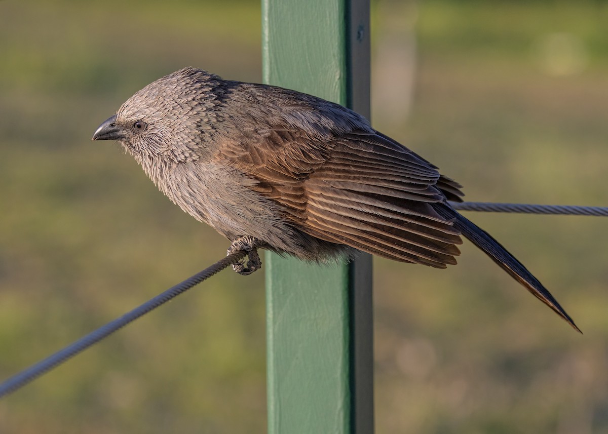 Apostlebird - Julie Clark