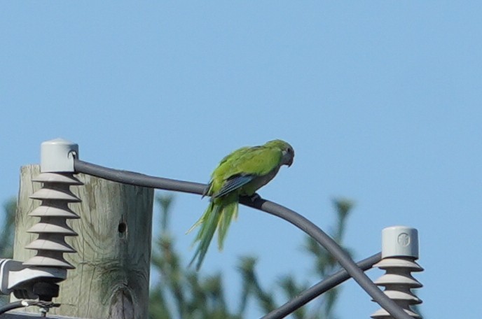 Monk Parakeet - ML623793081