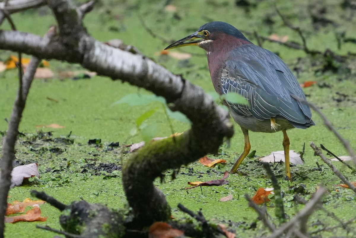 Green Heron - ML623793084