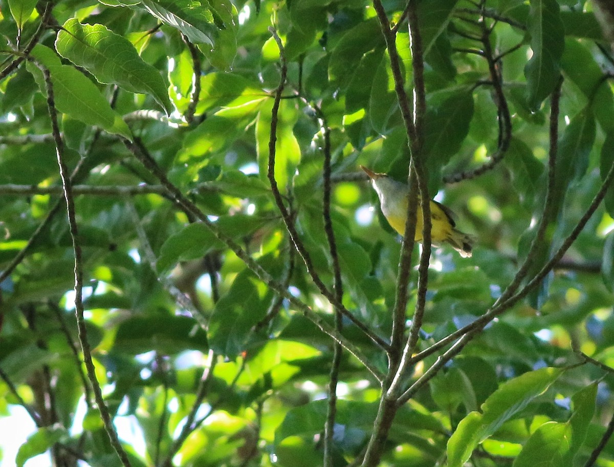 Mountain Tailorbird - ML623793090